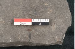 Foto (Detailansicht) von Cassia hyperborea Unger (NHMW-GEO-2024-0188-8052)